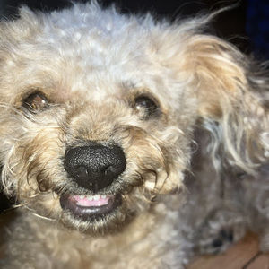 Meet your Posher, Robert